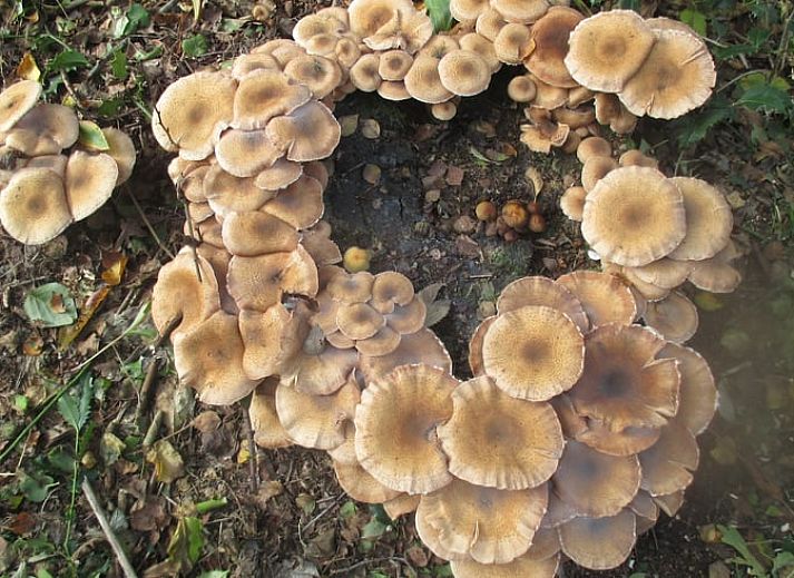 Gezellige binnenruimte van Vakantiehuis in Drouwen, Noord Drenthe, met een rustieke inrichting en moderne keukenfaciliteiten.