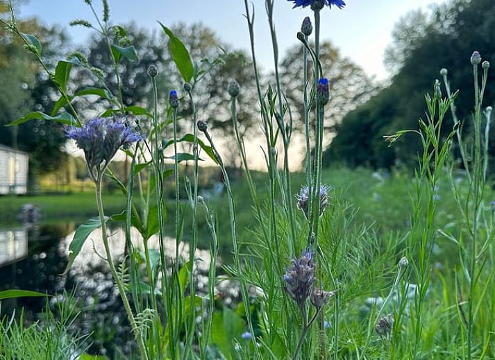 Moderne eet- en zithoek in Vakantiehuisje in Ekehaar, Drenthe, met kleurrijke decoratie.