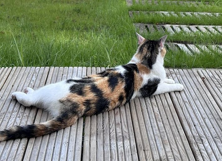 Moderne eet- en zithoek in Vakantiehuisje in Ekehaar, Drenthe, met kleurrijke decoratie.