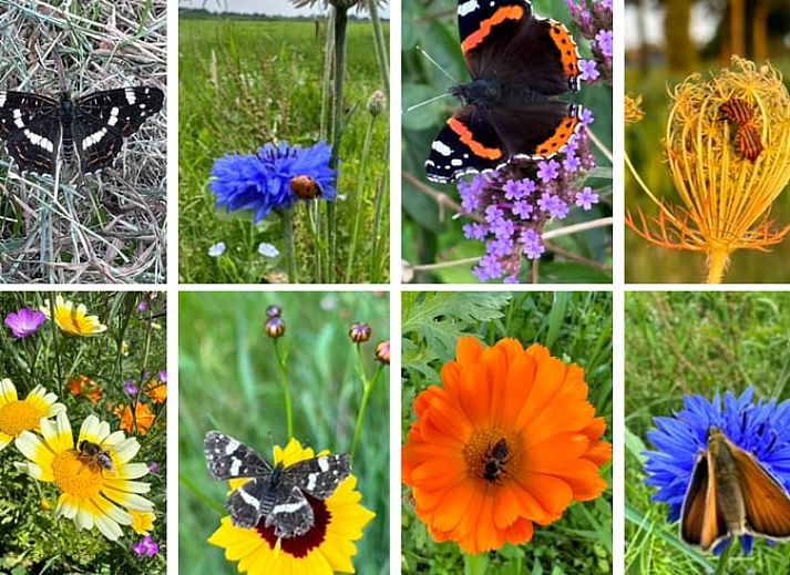 Stijlvolle eetkamer in Vakantiehuisje in Ekehaar, Noord Drenthe, met kunstzinnige muurdecoratie.