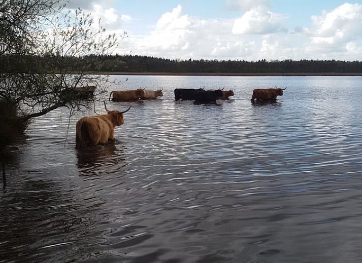 Moderne keukenfaciliteiten in Vakantiehuis in Meppen, ideaal voor een comfortabel verblijf in Drenthe.