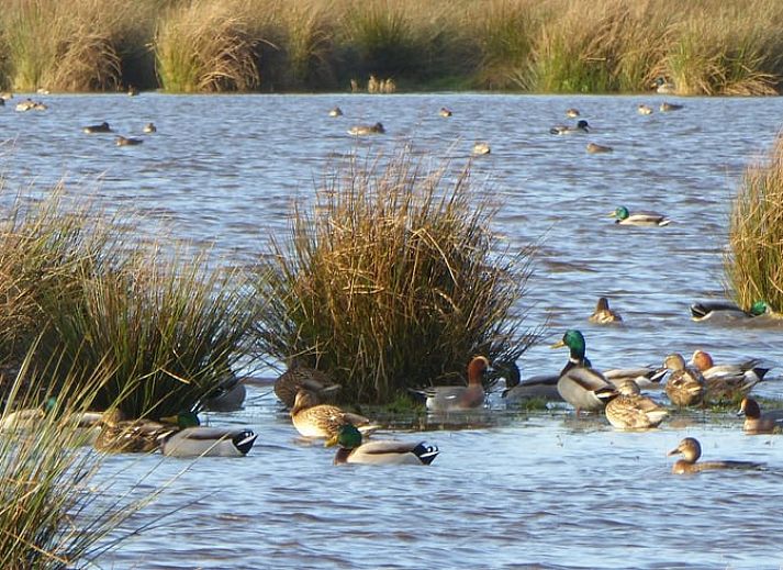 Large windows in the dining room of Cottage in Meppen, vacation home in Southeast Drenthe overlooking nature.