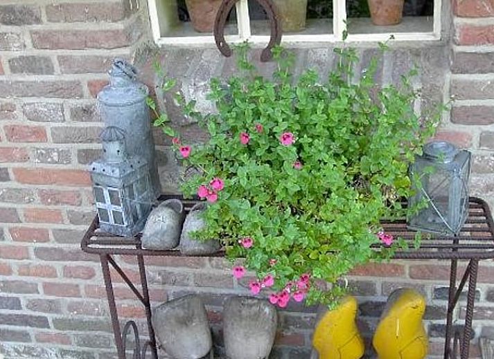 Vakantiehuis in Aalden, uitgestrekt groen veld met bloemen nabij vakantiehuis in Zuidoost Drenthe, Drenthe.