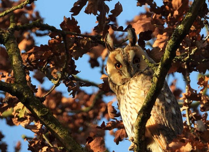 Ferienhaus DG280 in Exloo, Suedost-Drenthe, umgeben von gruener Natur und rustikalem Charme.