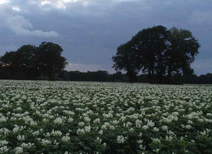 Ferienhaus DG280 in Exloo, Suedost-Drenthe, umgeben von gruener Natur und rustikalem Charme.