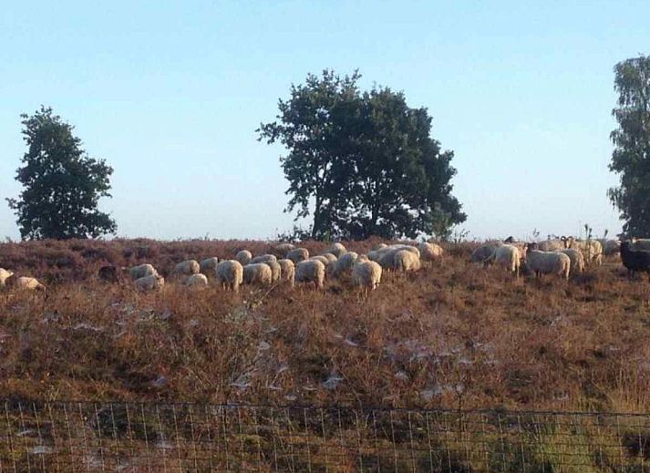 Blick auf bluehende Felder in der Naehe des Ferienhauses DG280 in Exloo, Sued-Ost Drenthe. Geniessen Sie die ruhige Natur und die rustikale Umgebung.