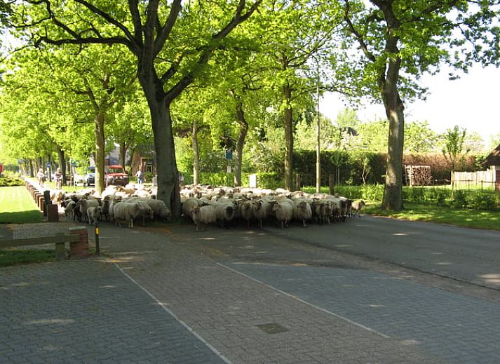 Rustieke tuin bij Vakantiehuisje in Exloo, perfect voor natuurliefhebbers in Zuidoost Drenthe, Drenthe.