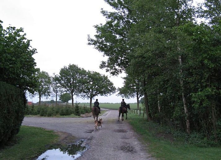 Rustieke tuin bij Vakantiehuisje in Exloo, perfect voor natuurliefhebbers in Zuidoost Drenthe, Drenthe.
