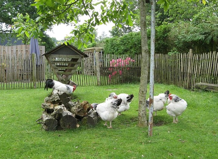 Zonnig terras bij Vakantiehuisje in Exloo met comfortabele stoelen in Zuidoost Drenthe, Drenthe.