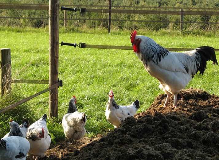 Zonnig terras bij Vakantiehuisje in Exloo met comfortabele stoelen in Zuidoost Drenthe, Drenthe.