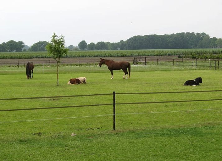 Zonnig terras bij Vakantiehuisje in Exloo met comfortabele stoelen in Zuidoost Drenthe, Drenthe.