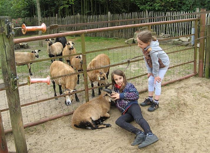 Zonnig terras bij Vakantiehuisje in Exloo met comfortabele stoelen in Zuidoost Drenthe, Drenthe.
