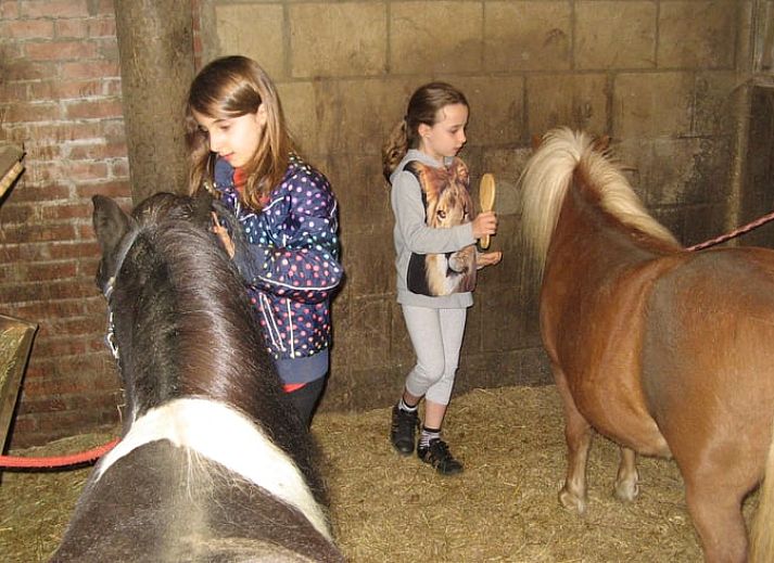 Welkom bij Vakantiehuisje in Exloo, met kleurrijke bloemen in Zuidoost Drenthe, Drenthe.