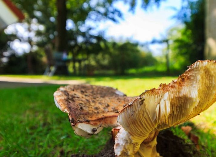 Covered table in the kitchen of Huisje in Exloo, attractive vacation home in Exloo, Southeast Drenthe, Drenthe.