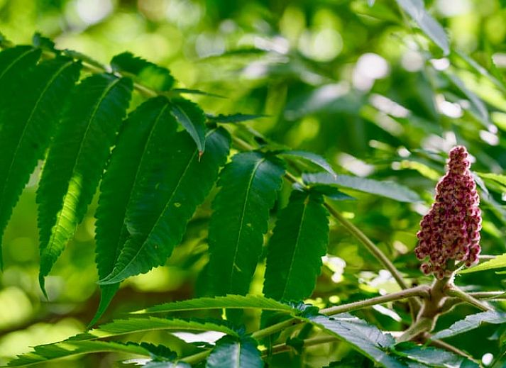 Comfortabel bed in Vakantiehuis in Exloo, Zuidoost Drenthe met kleurrijk beddengoed.
