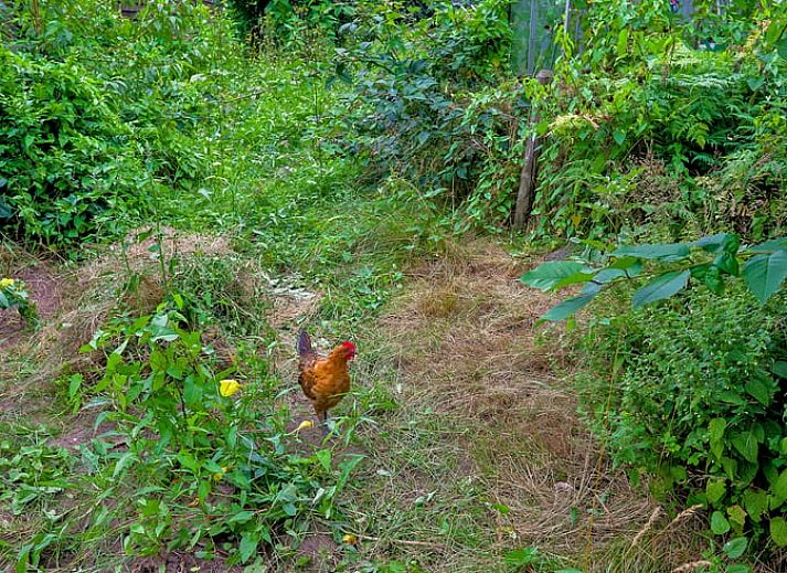 Gezellig terras bij Vakantiehuisje in Dalerveen, Zuidoost Drenthe, perfect voor ontspannen buiten dineren.