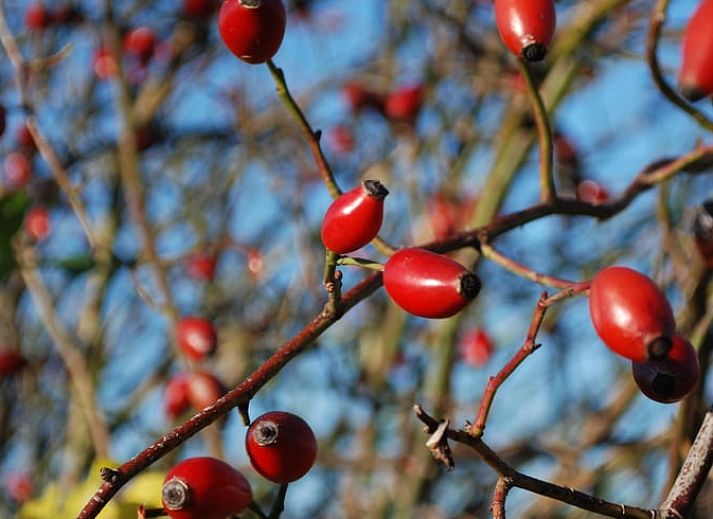 Gezellig terras bij Vakantiehuisje in Dalerveen, Zuidoost Drenthe, perfect voor ontspannen buiten dineren.