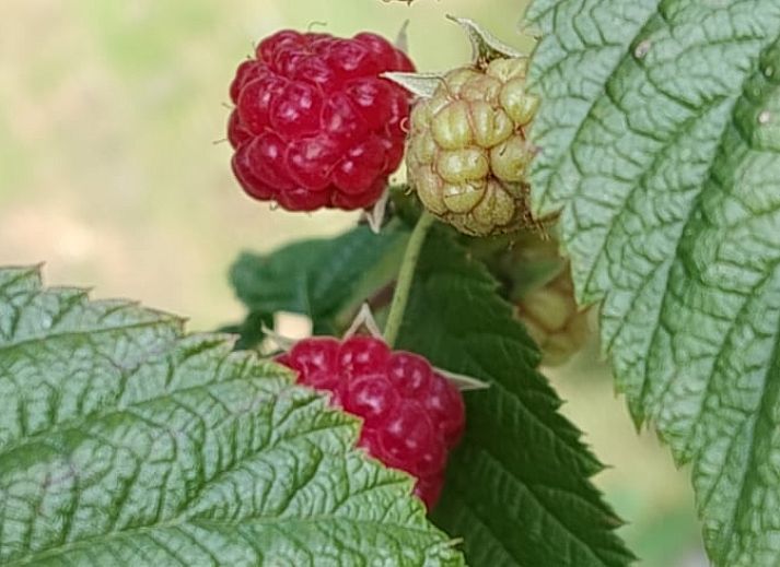 Uitzicht vanuit Vakantiehuisje in Dalerveen, Zuidoost Drenthe, met groene tuin en rustieke charme.
