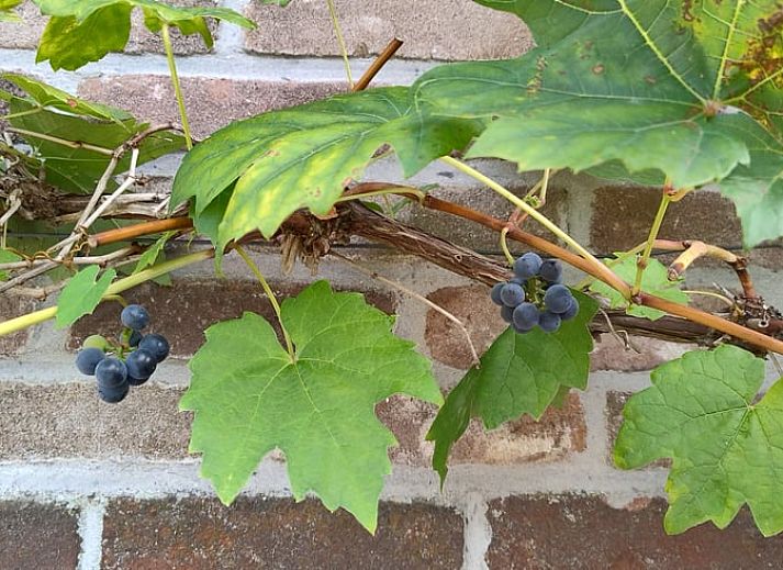 Uitzicht vanuit Vakantiehuisje in Dalerveen, Zuidoost Drenthe, met groene tuin en rustieke charme.