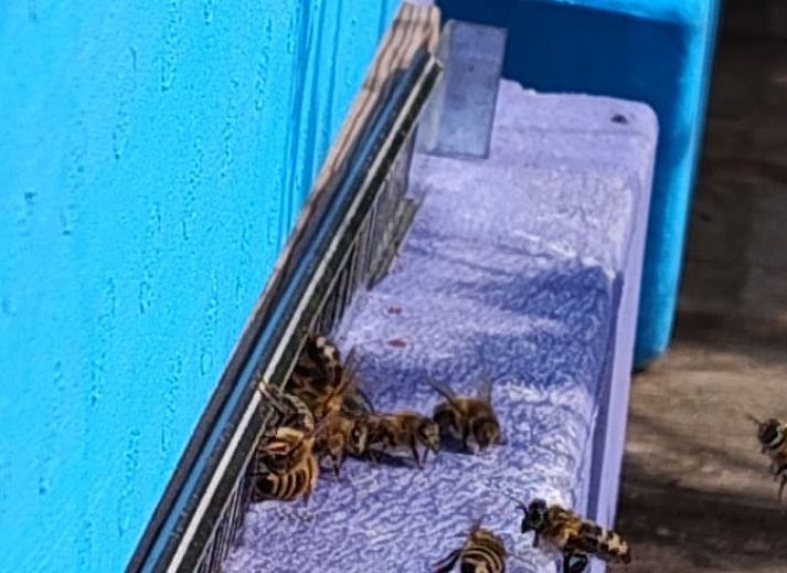 Uitzicht vanuit Vakantiehuisje in Dalerveen, Zuidoost Drenthe, met groene tuin en rustieke charme.