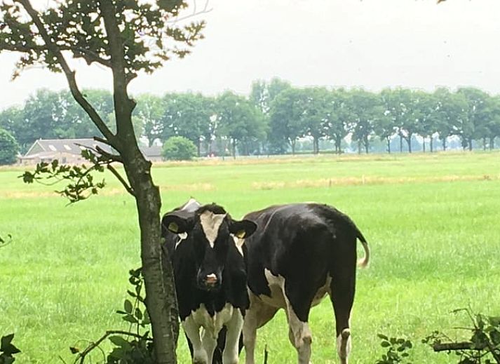 Sunny terrace at Cottage in Dalen, vacation home in Southeast Drenthe with comfortable seating.