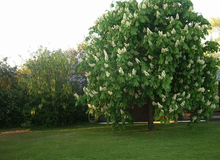 Ferienhaus in Valthe, Suedost-Drenthe, mit sonniger Terrasse und gruener Umgebung, ideal fuer einen entspannten Aufenthalt in Drenthe.