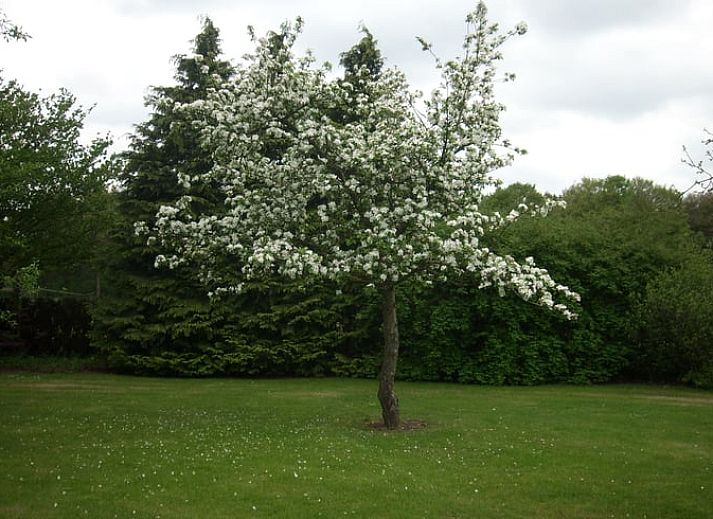 Ferienhaus in Valthe, Suedost-Drenthe, mit sonniger Terrasse und gruener Umgebung, ideal fuer einen entspannten Aufenthalt in Drenthe.