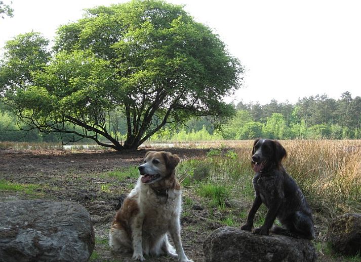 Geniet van rust in tabaks-vakantiebungalows.nl, een charmante bungalow in Schoonoord, Drenthe, omgeven door groene natuur en serene sfeer.