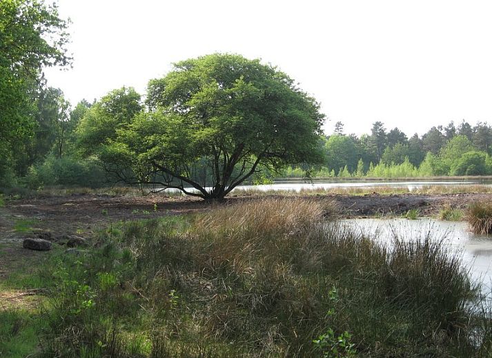 Geniet van rust in tabaks-vakantiebungalows.nl, een charmante bungalow in Schoonoord, Drenthe, omgeven door groene natuur en serene sfeer.