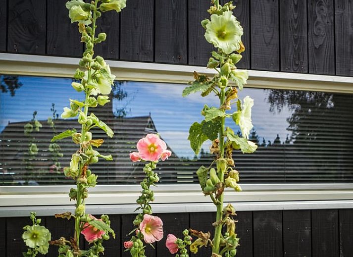 Ferienhaus in Erm, Drenthe, mit Reetdach und gruenem Garten im Suedosten von Drenthe.