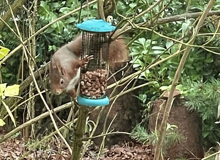 Sonnenterrasse im Cottage in Geesbrug, Ferienunterkunft in Suedost-Drenthe.