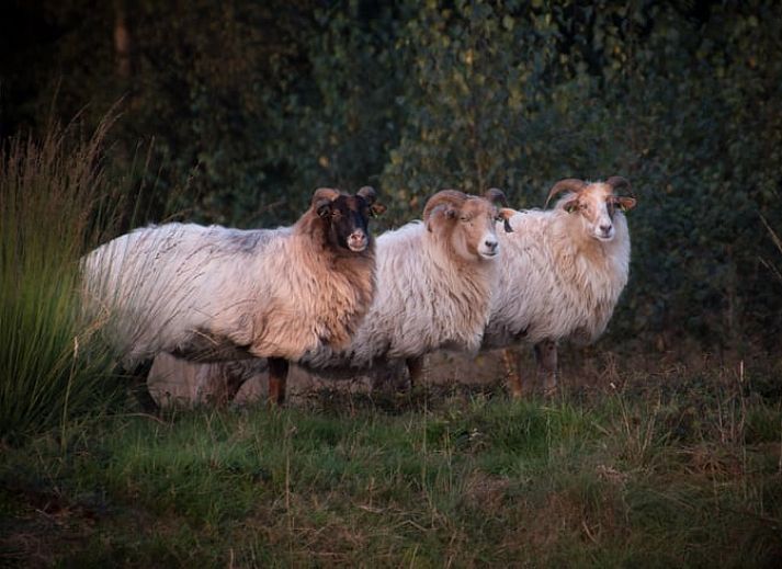 Compacte keuken in Vakantiehuisje in Coevorden, ideaal voor een vakantie in Drenthe.