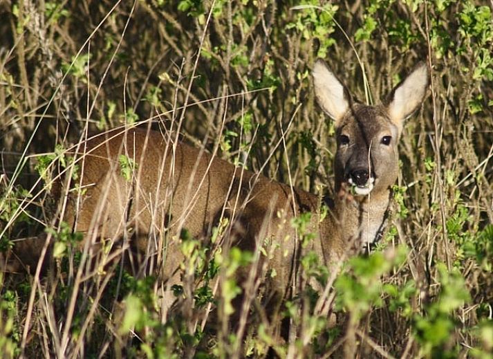 Uitzicht op Vakantiehuis in Nieuw-Schoonebeek omgeven door natuur, Zuidoost Drenthe.