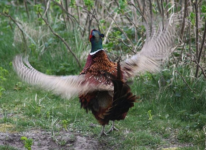 Uitzicht op Vakantiehuis in Nieuw-Schoonebeek omgeven door natuur, Zuidoost Drenthe.