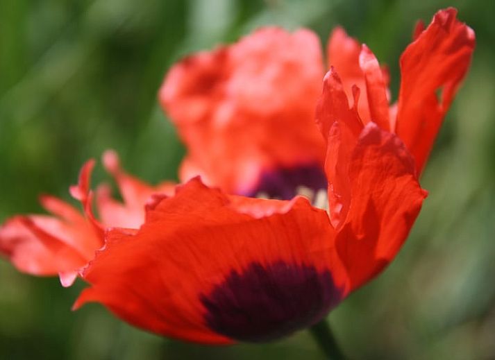 Uitzicht op Vakantiehuis in Nieuw-Schoonebeek omgeven door natuur, Zuidoost Drenthe.