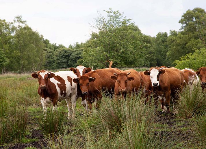 Geniet van de landelijke charme van vakantiehuis DG2049 in Nieuw-Schoonebeek, Drenthe, met een rustiek terras en prachtige groene omgeving.