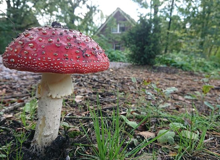 Ontdek het Vakantiehuisje in Odoornerveen, Drenthe, omgeven door weelderige natuur en een uitnodigend pad naar het gastenverblijf.