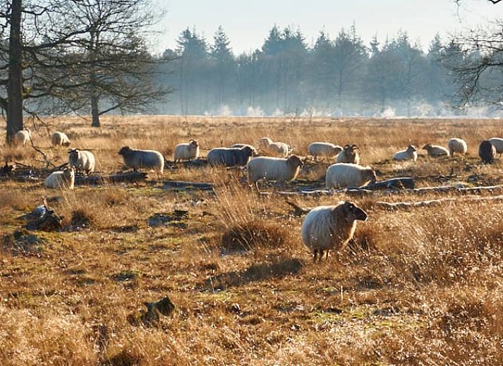 Guest house 193814 - Holiday property Zuidoost Drenthe - Vakantiehuisje in Odoornerveen