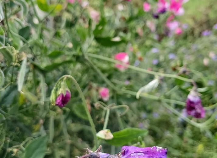 Dining area overlooking garden in Cottage in Emmer-Compascuum, vacation home in Southeast Drenthe, Drenthe.