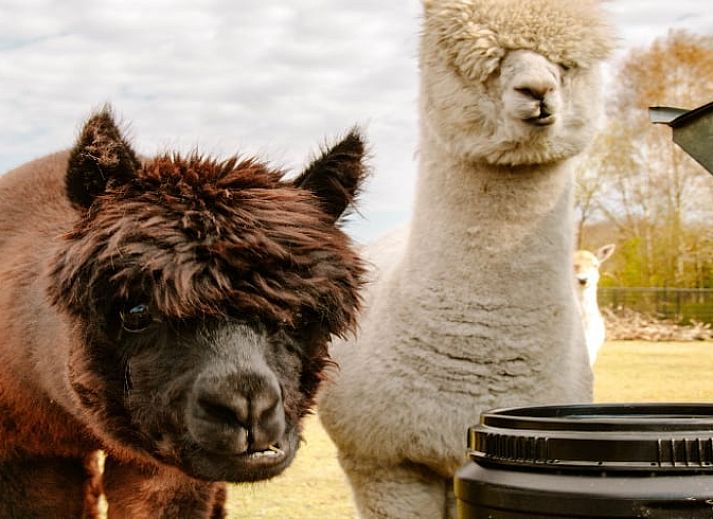 Vakantiehuisje in Fluitenberg met luxe veranda en uitzicht op Drentse natuur in Zuidwest Drenthe.