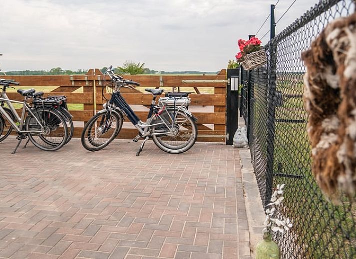Alpaca's in de omgeving van Vakantiehuisje in Fluitenberg, geniet van de dieren en natuur in Zuidwest Drenthe.