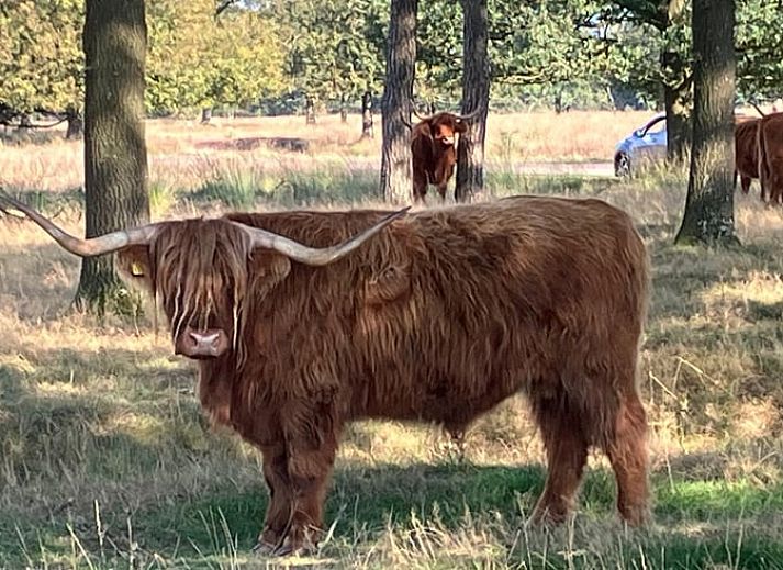 Eethoek in Huisje in Doldersum, chalet in Zuidwest Drenthe, Drenthe
