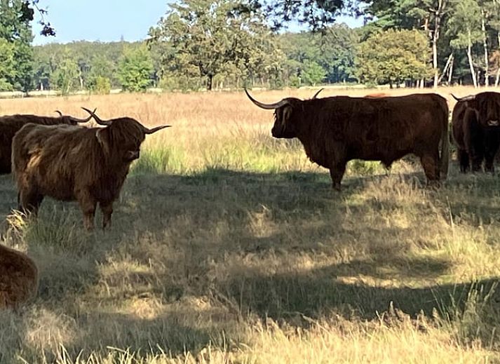 Eethoek in Huisje in Doldersum, chalet in Zuidwest Drenthe, Drenthe