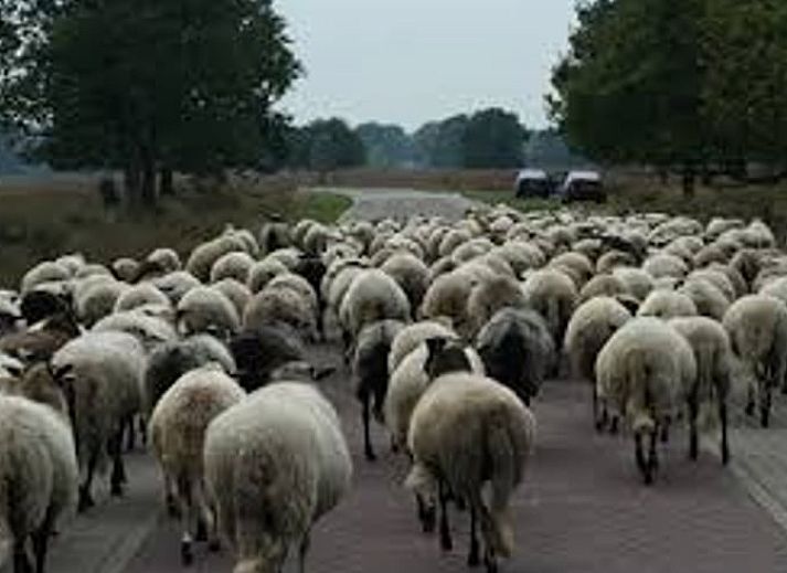 Guest house 200210 - Holiday property Zuidwest Drenthe - Huisje in Doldersum