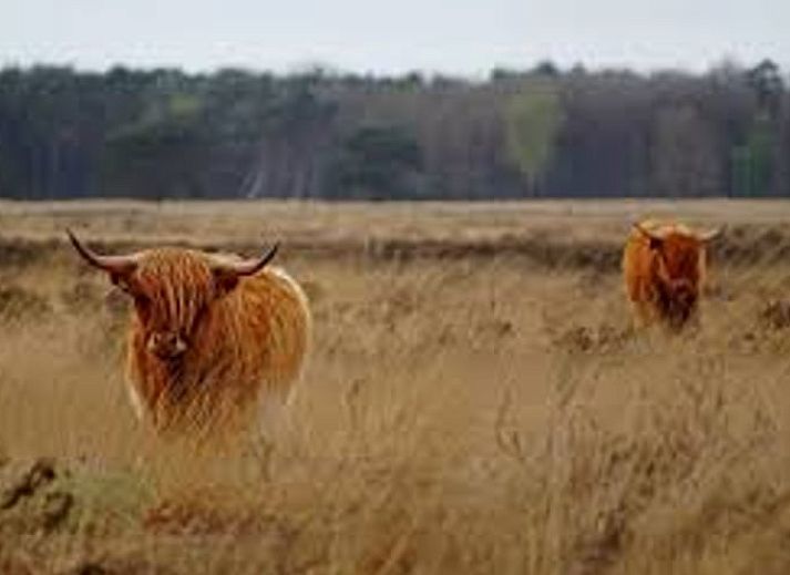 Guest house 200210 - Holiday property Zuidwest Drenthe - Huisje in Doldersum