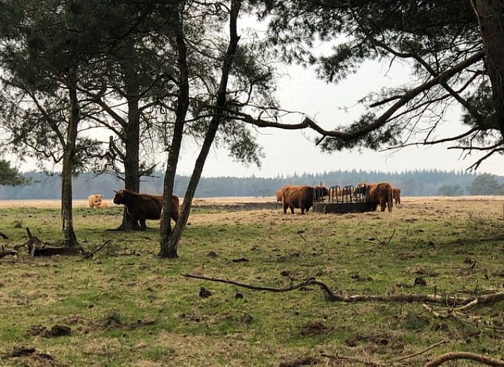 Bright dining room in Holiday home in Doldersum, Southwest Drenthe overlooking green garden, perfect for a relaxing stay in Drenthe.