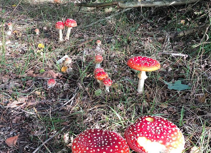 Bright dining room in Holiday home in Doldersum, Southwest Drenthe overlooking green garden, perfect for a relaxing stay in Drenthe.