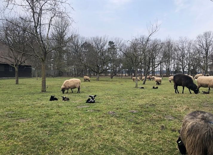 Guest house 200220 - Holiday property Zuidwest Drenthe - Vakantiehuis in Doldersum