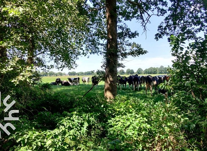 DG181 vakantiehuis in Doldersum, Drenthe met charmante veranda en groene omgeving.