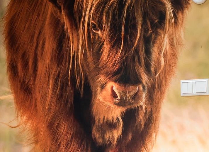 Ruim terras bij Huisje in Doldersum, vakantiehuis in het groene Doldersum, Zuidwest Drenthe.